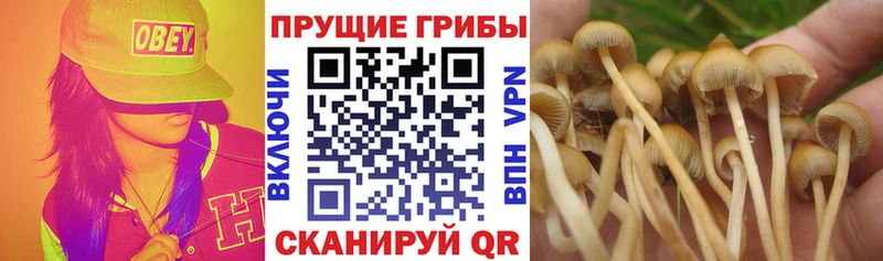 где продают наркотики  ОМГ ОМГ ссылка  Галлюциногенные грибы GOLDEN TEACHER  Пролетарск 
